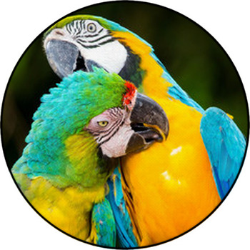 Couple Of Macaw Parrots In Nature Round Rug