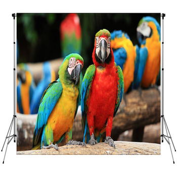 Couple Scarlet Macaw And Custom Size Backdrop