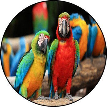 Couple Scarlet Macaw And Blue-and-yellow Round Rug