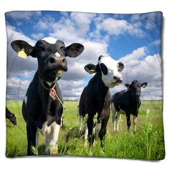 Cow Blankets