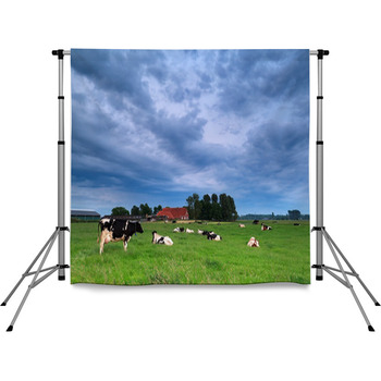 Cow On Pasture During Clouded Pole Pocket Backdrop