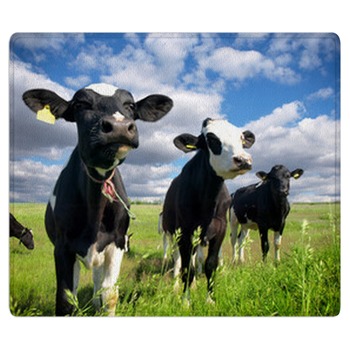 Cow Rugs