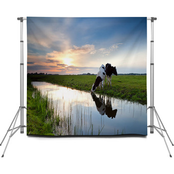 Cows Grazing At Sunset Custom Size Backdrop