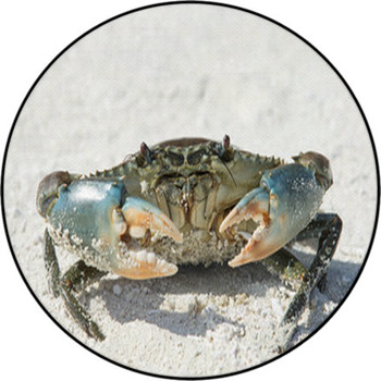 Crab On Beach Round Rug