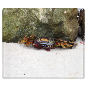 Crab sitting on sand near rock. Caribbean Sea. Area Rug