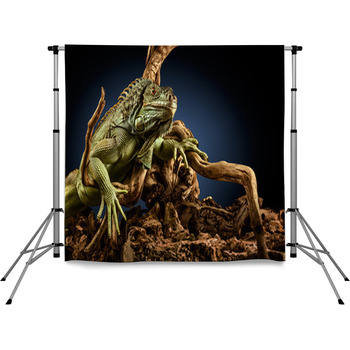 Creepy Dragon. Pole Pocket Backdrop