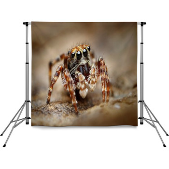 Curious Jumping Spider Close Up Pole Pocket Backdrop