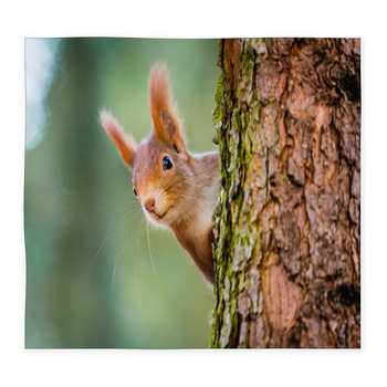 Curious Red Squirrel Peeking Custom Size Floor Mat