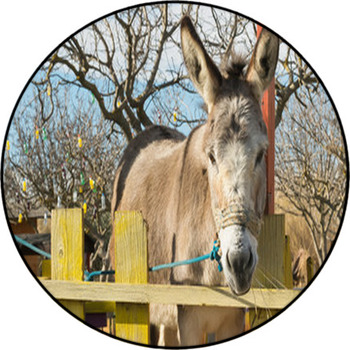 Cute Donkey Portrait At A Park.
 Round Rug