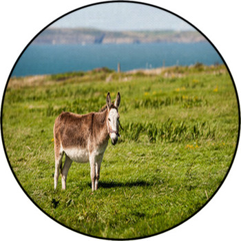 Cute Grey Fluffy Donkey In A Rural Field On Round Rug