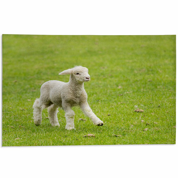 Sheep Area Rugs & Floor Mats