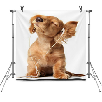 Cute Puppy Listening To Music On A Head  Fleece Backdrop