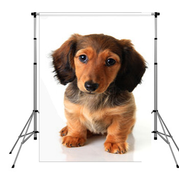 Dachshund Puppy Pole Pocket Backdrop