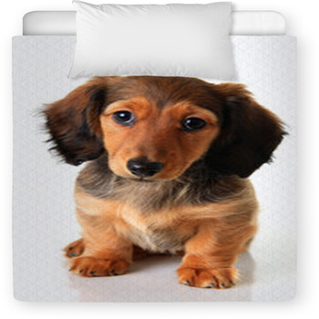Dachshund Puppy Toddler Comforter