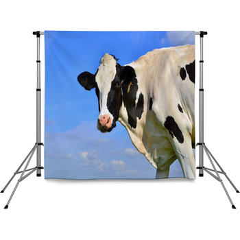 Dairy Cows On Farmland Pole Pocket Backdrop