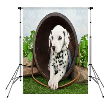 Dalmatian Puppy Pole Pocket Backdrop
