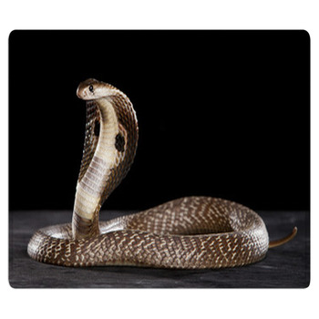 Deadly Cobra On Table.. What A Beauty Bath Mat