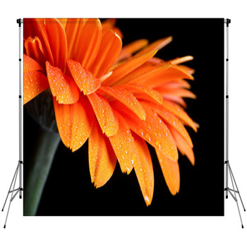 Dew On Flower Fleece Backdrop