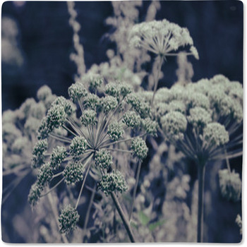 Dill Flower Umbels Background Baby Blanket