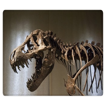 Dinosaur Rugs