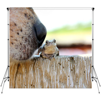 Dog Nose Sniffing Tree Frog Outside Custom Size Backdrop