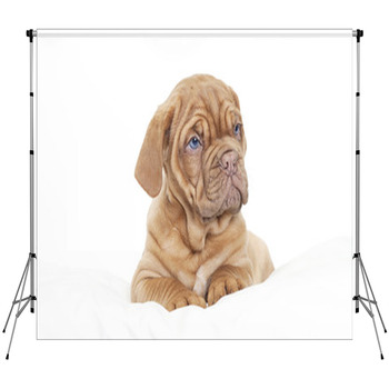 Dogue De Bordeaux Puppy (French Custom Size Backdrop