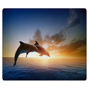 Dolphin Rugs