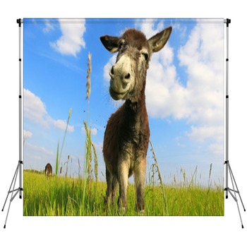 Donkey Backdrops