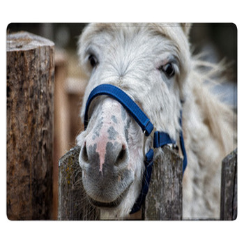 Donkey Close Up Portrait Looking At You Area Rug