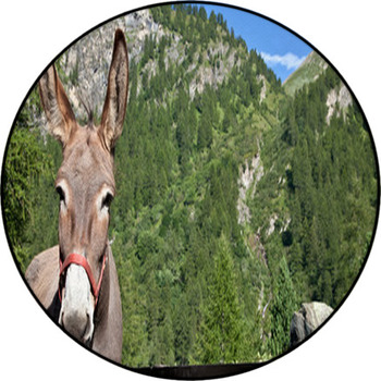 Donkey Close Up Round Rug
