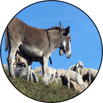 Donkey Out To Pasture With A Herd Of Sheep Round Rug