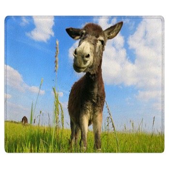 Donkey Rugs