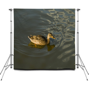Duck In Water – Stock Image. Custom Size Backdrop