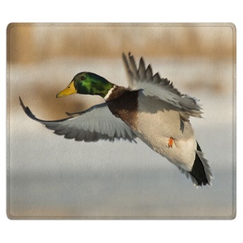 Duck Rugs