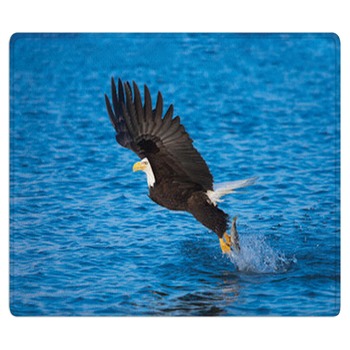 Eagle Rugs