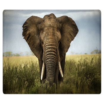 Elephant Rugs