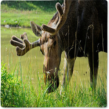 Elk Baby Blanket