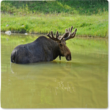 Elk Baby Blanket