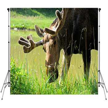 Elk Custom Size Backdrop
