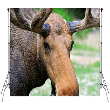 Elk Fleece Backdrop