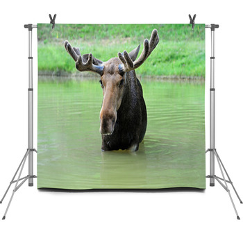 Elk Fleece Backdrop