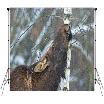 Elk Fleece Backdrop