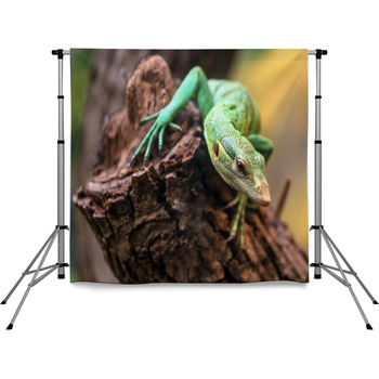 Emerald Tree Monitor, Varanus Pole Pocket Backdrop