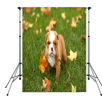 English Bulldog In Grass With Pole Pocket Backdrop