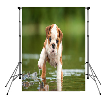 English Bulldog Puppy In The Water Pole Pocket Backdrop