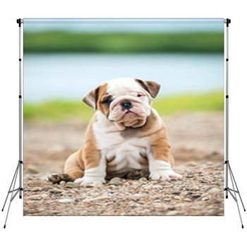 English Bulldog Puppy Sitting Near  Custom Size Backdrop