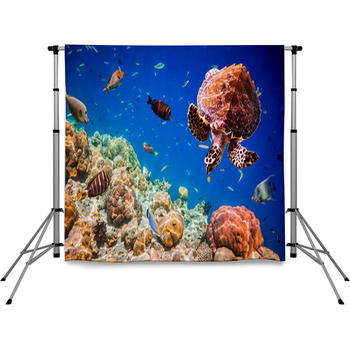 Eretmochelys Imbricata Pole Pocket Backdrop