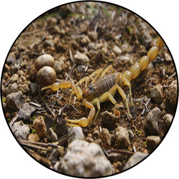 Escorpión Round Rug