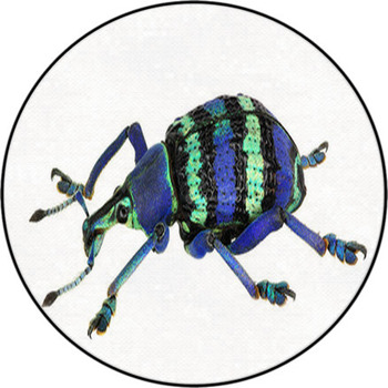 Eupholus Magnificus, An Amazing Weevil From Round Rug