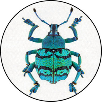 Eupholus Schoenherri, A Beautiful Weevil From  Round Rug